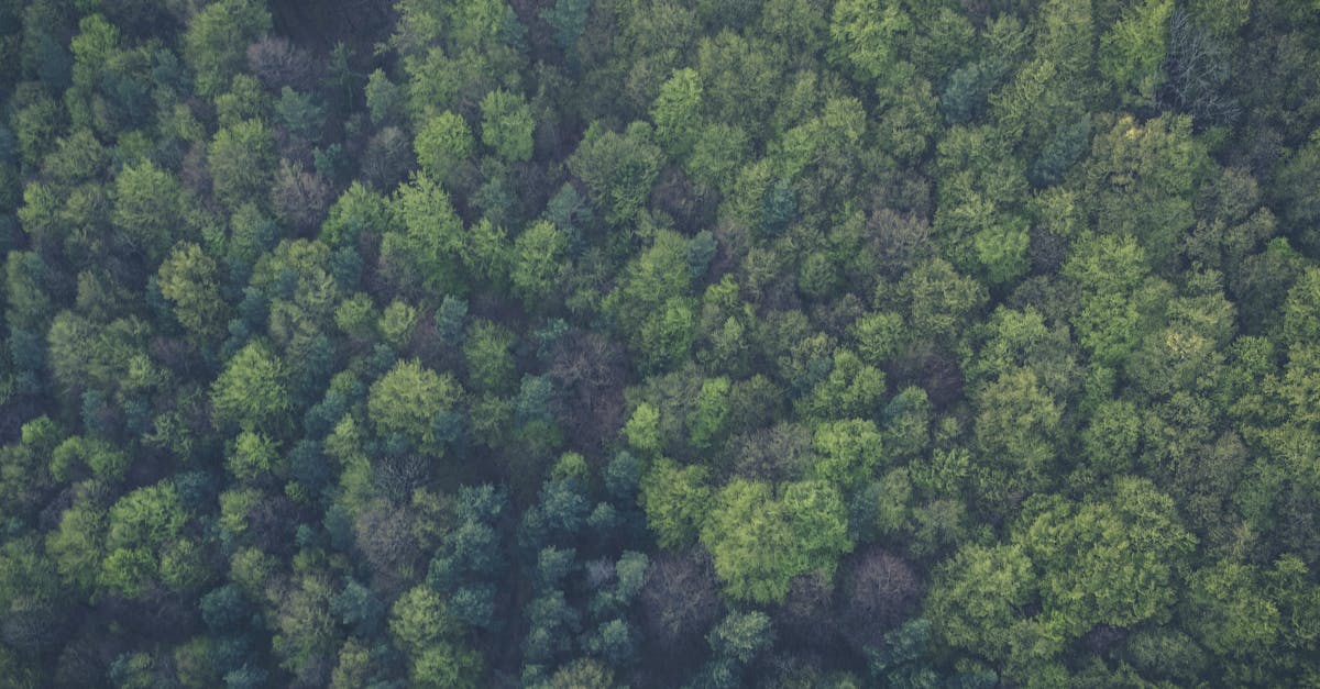 découvrez l'univers fascinant des arbres, véritables géants de la nature. explorez leur importance pour l'environnement, leur diversité et les bienfaits qu'ils apportent à notre planète. plongez dans le monde des forêts et apprenez comment préserver ces ressources vitales.