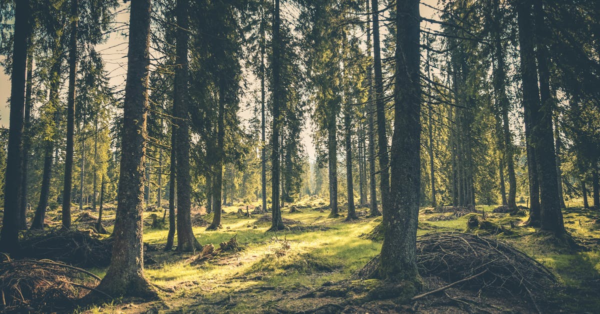 découvrez l'univers fascinant des arbres, véritables poumons de notre planète. apprenez leur rôle essentiel dans l'écosystème, explorez les différentes espèces et comptez les bienfaits qu'ils apportent à notre environnement et à notre bien-être.