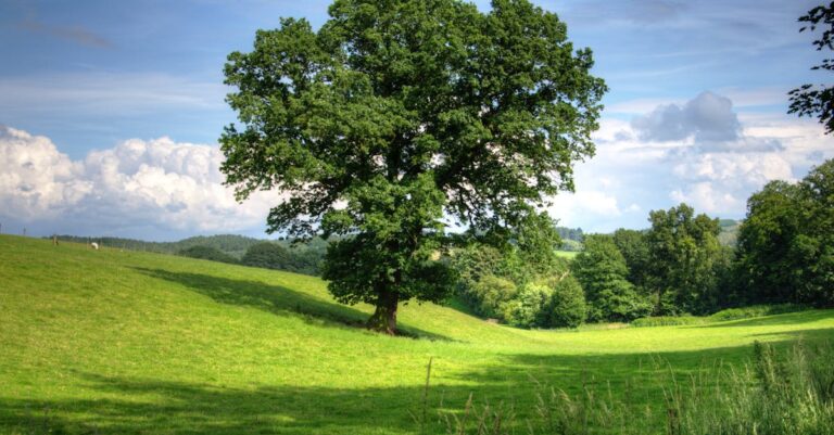 découvrez l'univers fascinant des arbres : leur importance écologique, leurs variétés impressionnantes et les bienfaits qu'ils apportent à notre planète. plongez dans la beauté des forêts et apprenez à préserver ces trésors naturels.