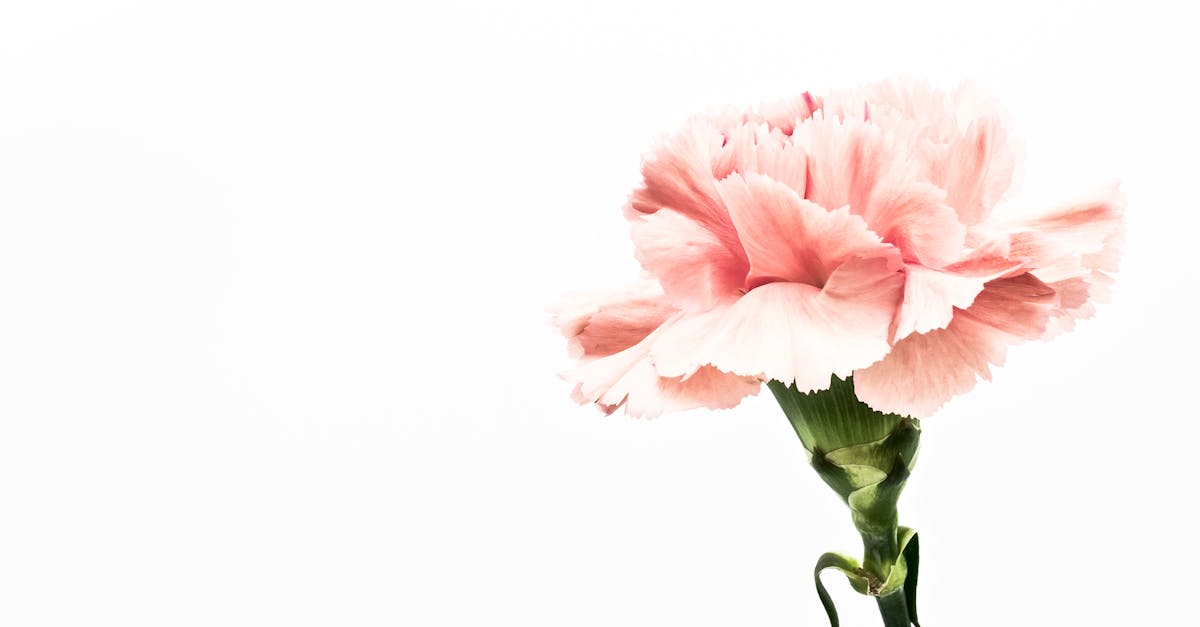découvrez le jardinage zéro déchet : des techniques écologiques pour cultiver votre jardin tout en préservant l'environnement. apprenez à réduire, réutiliser et recycler vos ressources pour créer un espace naturel florissant et durable.