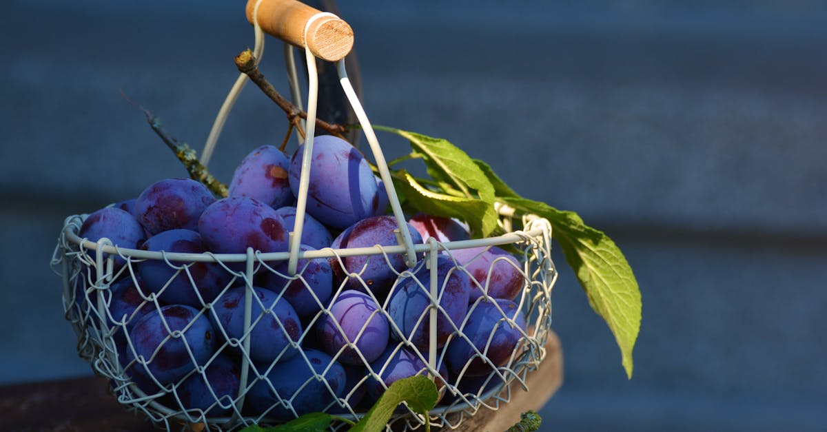 découvrez le jardinage zéro déchet, une approche innovante et durable pour cultiver vos plantes tout en réduisant votre impact environnemental. apprenez des techniques pratiques pour recycler, réutiliser et compostez, afin d'obtenir un jardin florissant sans produire de déchets.