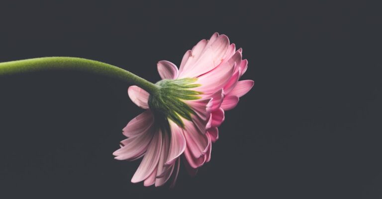 découvrez le jardinage sans déchet, une approche naturelle et durable pour cultiver vos plantes tout en protégeant l'environnement. apprenez à réduire les déchets, à recycler vos ressources et à créer un jardin florissant et éco-responsable.