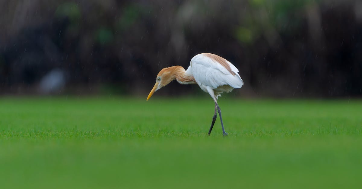 découvrez les zones humides : des écosystèmes cruciaux pour la biodiversité, le contrôle des inondations et la purification de l'eau. explorez leur importance et la diversité de la faune et de la flore qui y prospèrent.
