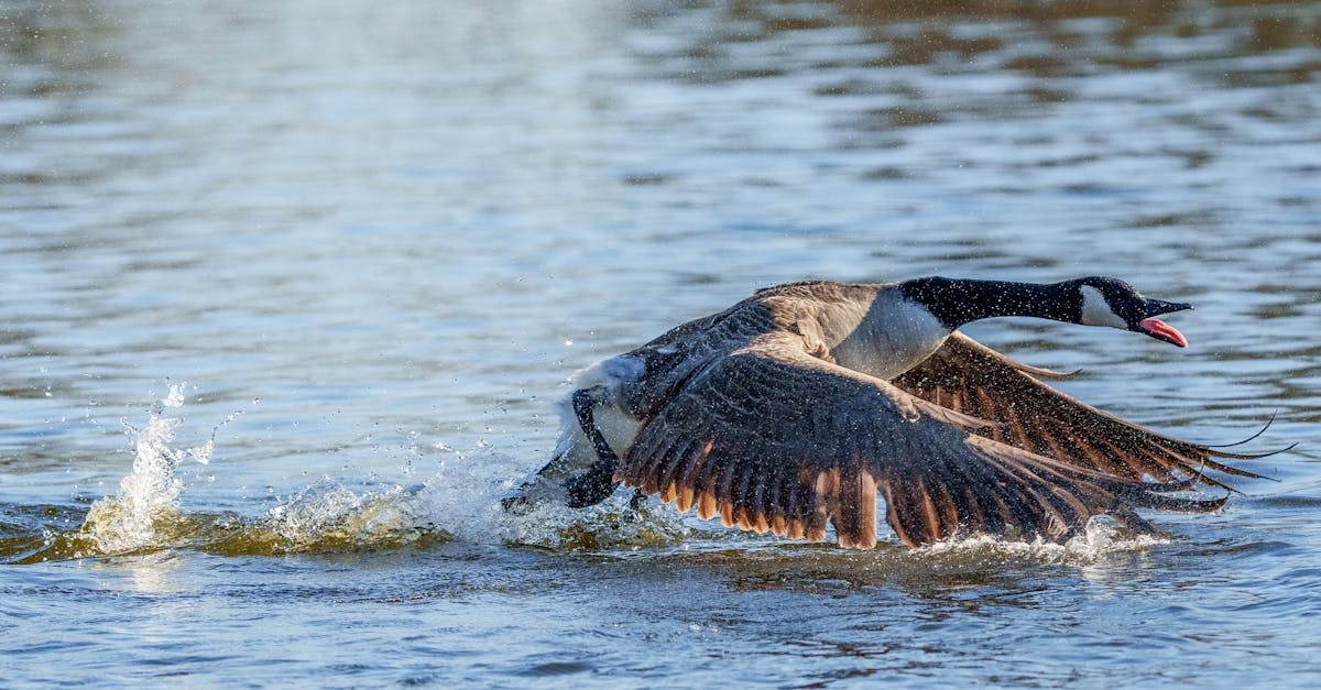 découvrez l'importance des zones humides, ces écosystèmes essentiels qui abritent une biodiversité riche et jouent un rôle crucial dans la régulation de l'eau, la protection des côtes et le climat. explorez leur beauté naturelle et les enjeux de leur préservation.