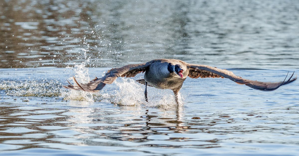 découvrez l'importance des zones humides, des écosystèmes riches en biodiversité qui assurent la régulation de l'eau, la protection contre les inondations et le soutien à la faune. apprenez comment ces milieux essentiels contribuent à l'équilibre écologique et à la lutte contre le changement climatique.