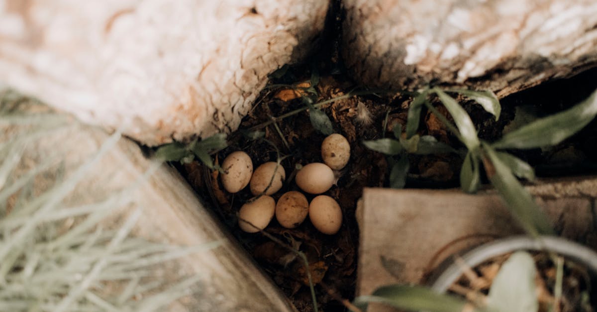 découvrez les méthodes innovantes de préservation des œufs pour garantir leur qualité et prolonger leur durée de vie. apprenez comment conserver efficacement vos œufs tout en préservant leurs nutriments essentiels.