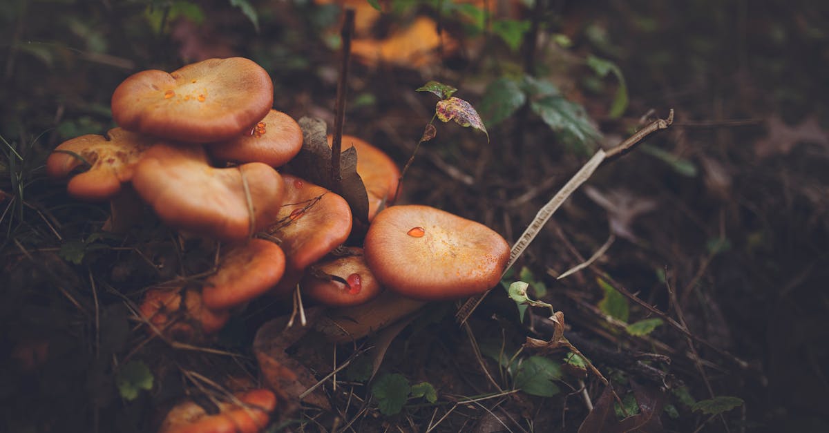 découvrez les meilleures techniques de préservation des champignons pour conserver leur saveur et leurs bienfaits nutritifs. apprenez à déshydrater, congeler ou mettre en conserve vos champignons préférés et savourez-les toute l'année.
