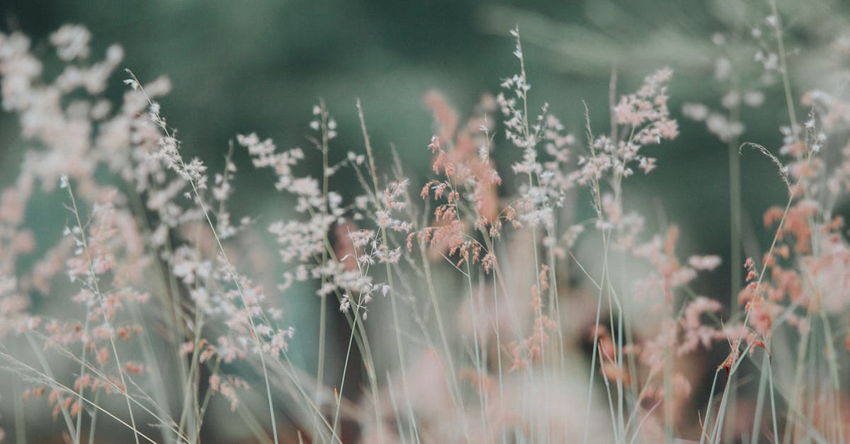 découvrez notre sélection de plantes variées pour embellir votre intérieur et votre extérieur. que vous soyez un amateur de jardinage ou un débutant, trouvez les conseils et astuces pour prendre soin de vos plantes et créer un espace verdoyant chez vous.