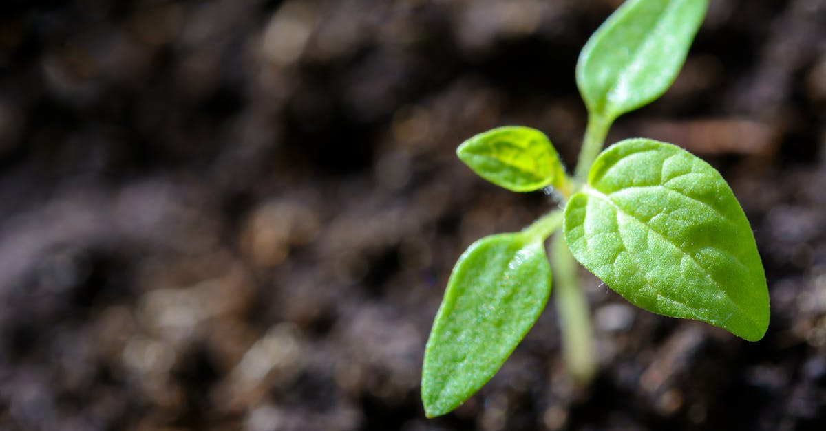 découvrez notre vaste sélection de plantes pour embellir votre intérieur et votre jardin. que vous soyez amateur de plantes d'appartement, de fleurs colorées ou de plantes succulentes, trouvez les conseils et l'inspiration pour faire prospérer vos végétaux et créer un espace verdoyant et accueillant.
