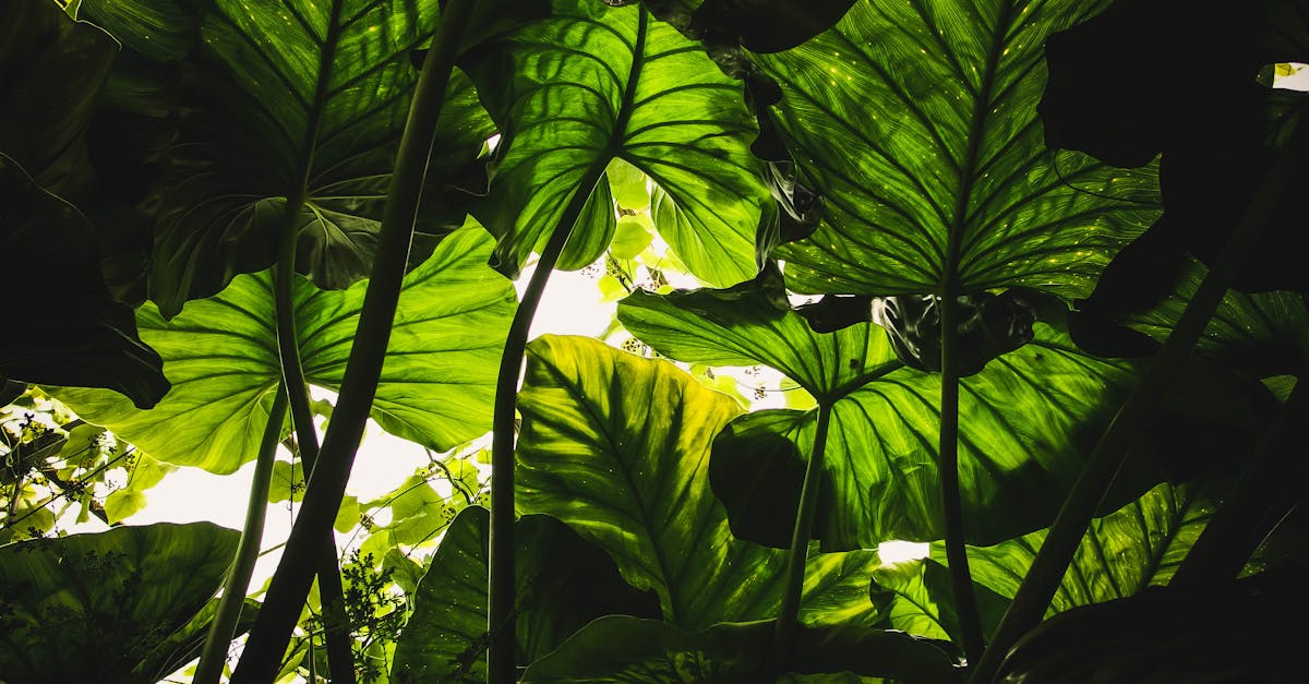découvrez notre large sélection de plantes pour embellir votre intérieur et jardin. que vous soyez un jardinier débutant ou expérimenté, trouvez les conseils et astuces nécessaires pour prendre soin de vos plantes et créer un espace verdoyant chez vous.