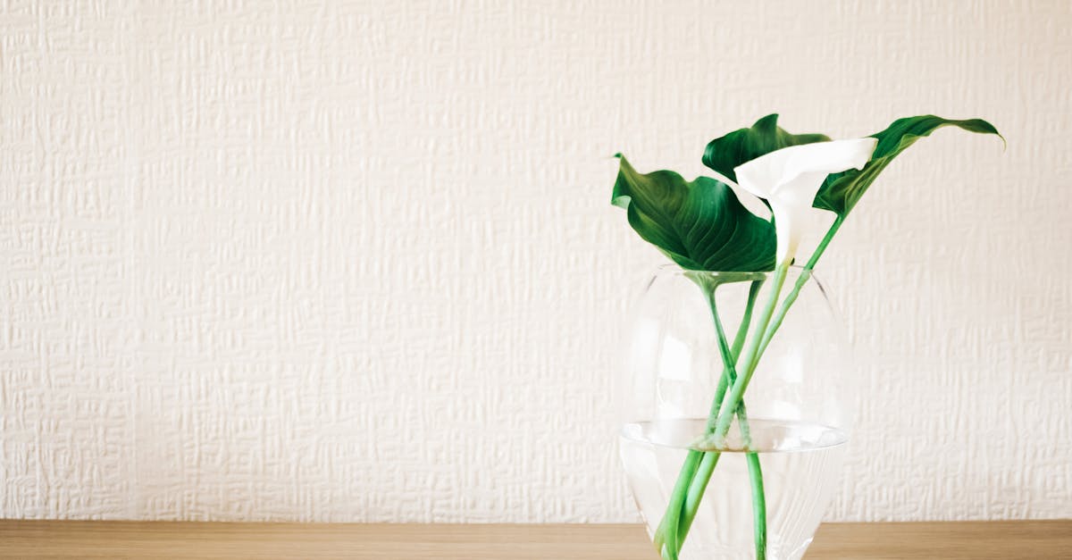 découvrez l'univers des plantes : conseils d'entretien, variétés à adopter et astuces pour créer un jardin luxuriant. que vous soyez novice ou expert, trouvez l'inspiration pour cultiver votre espace vert.