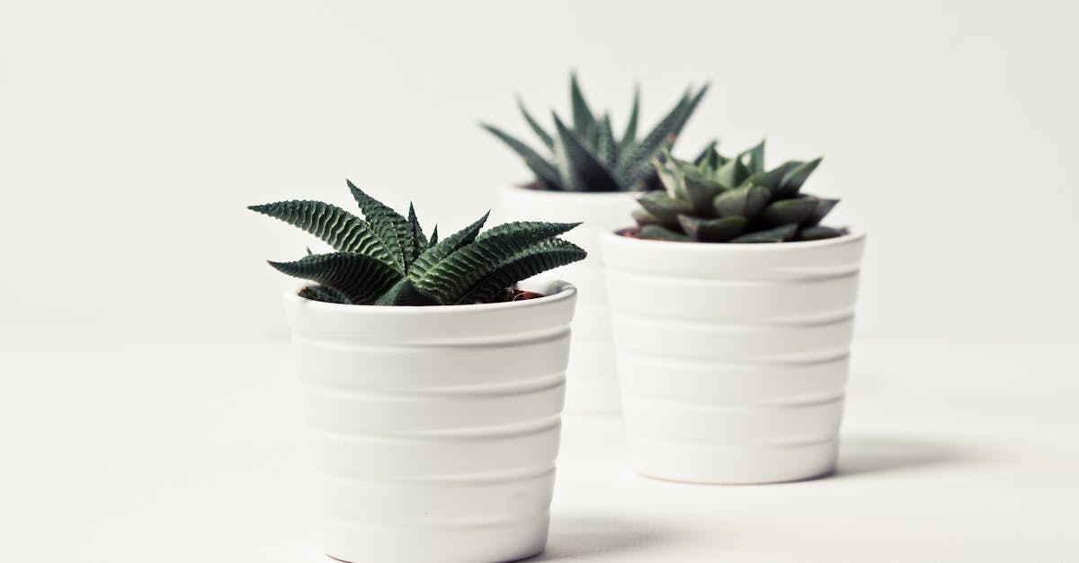 découvrez notre vaste sélection de plantes, allant des succulentes aux plantes d'intérieur exotiques. apprenez à prendre soin de vos plantes et à créer un espace vert apaisant chez vous avec nos conseils et astuces. rejoignez la communauté des passionnés de jardinage et embellissez votre quotidien avec la nature.