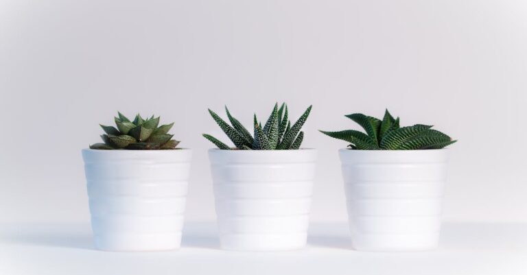 découvrez notre vaste sélection de plantes pour embellir votre intérieur et votre jardin. que vous soyez un amateur ou un expert, trouvez des conseils et des astuces pour entretenir vos plantes et les faire prospérer.