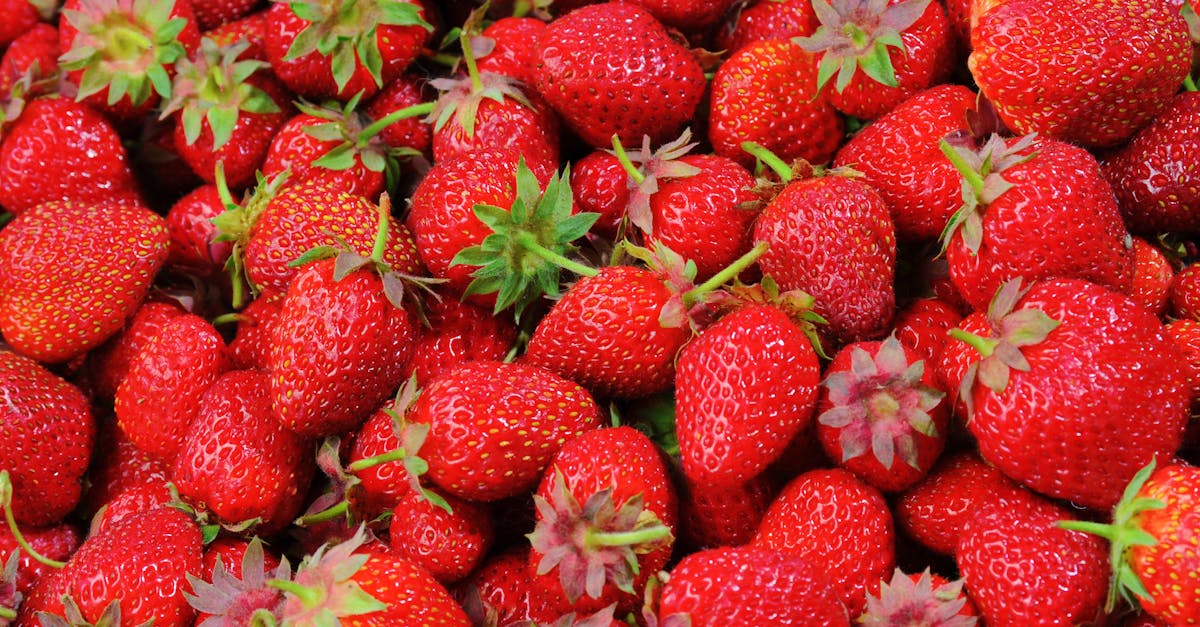 découvrez tout sur les fraises : recettes délicieuses, bienfaits pour la santé et conseils de culture. plongez dans l'univers sucré et juteux de ce fruit emblématique de l'été!