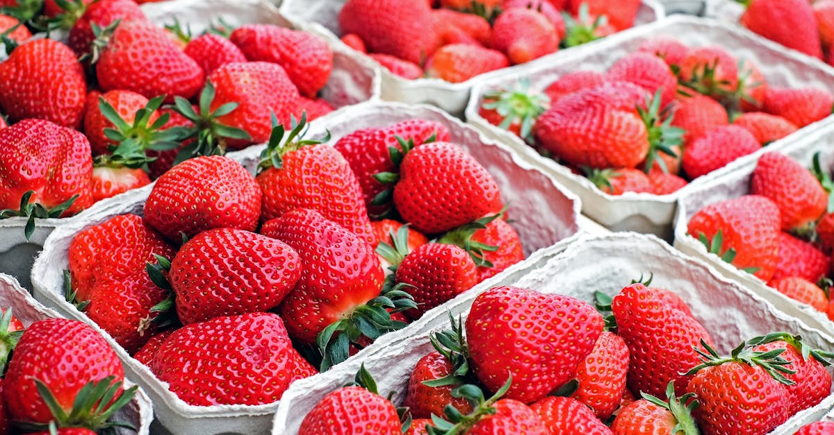 découvrez l'univers délicieux des fraises : recettes, bienfaits pour la santé et astuces de conservation. savourez ce fruit juteux et plein de saveurs, parfait pour vos desserts et smoothies!