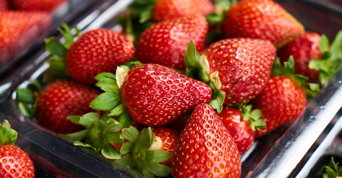 découvrez l'univers délicieux des fraises, un fruit juteux et sucré, parfait pour les desserts, les salades ou simplement à déguster. apprenez sur leurs bienfaits pour la santé, leurs variétés et des recettes alléchantes pour les savourer toute l'année.