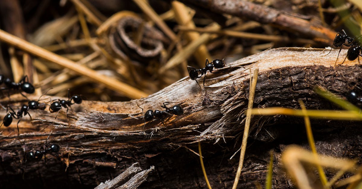 découvrez le monde fascinant des fourmis, ces petites créatures aux comportements étonnants et à l'importance écologique majeure. plongez dans leur organisation sociale, leurs techniques de communication et leur rôle dans l'écosystème.