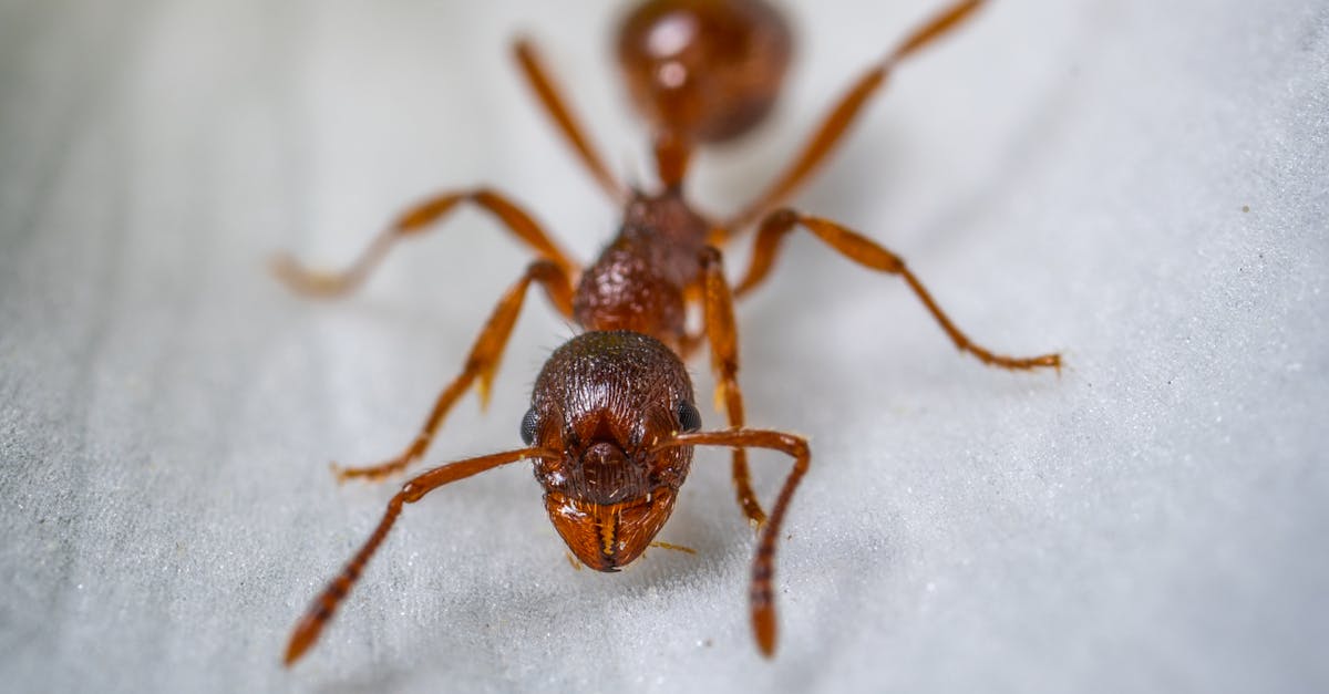 découvrez l'univers fascinant des fourmis : leur comportement, leur organisation sociale, et leur rôle essentiel dans l'écosystème. plongez dans le monde des fourmis et apprenez comment ces petites créatures contribuent à la biodiversité.