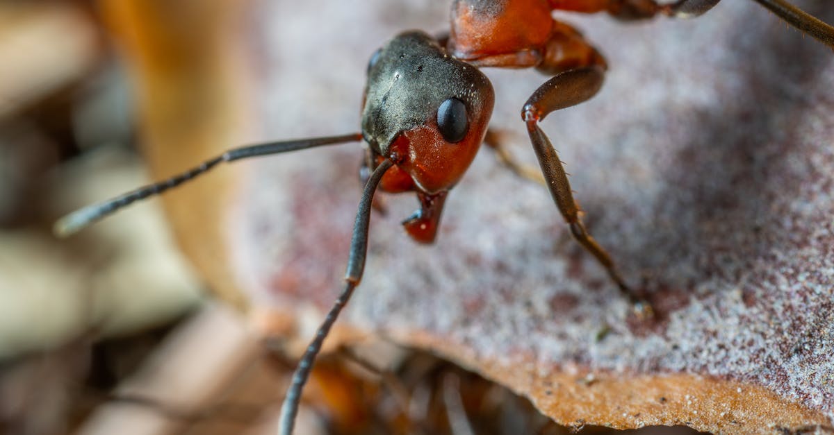 découvrez l'univers fascinant des fourmis, ces insectes sociaux aux comportements étonnants. apprenez tout sur leur organisation, leur habitat et leur rôle essentiel dans l'écosystème.