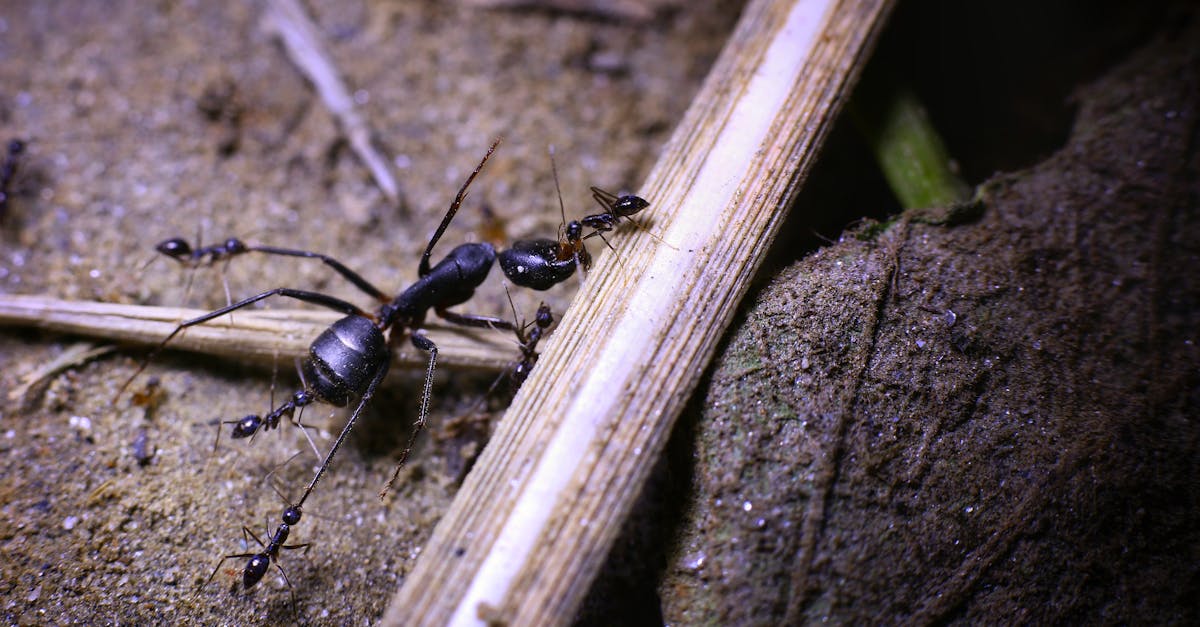 découvrez l'univers fascinant des fourmis, ces insectes sociaux incroyablement organisés qui jouent un rôle essentiel dans l'écosystème. apprenez-en plus sur leur comportement, leur habitat et leurs interactions au sein de la colonie.