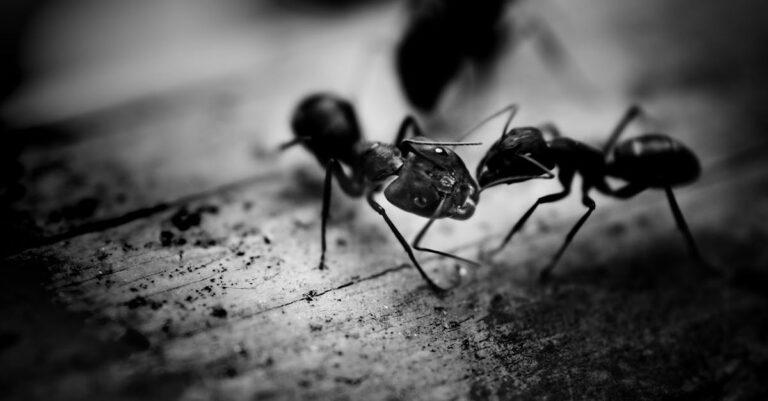 découvrez le monde fascinant des fourmis : leur comportement social, leurs habitats variés et leur rôle crucial dans l'écosystème. apprenez comment ces insectes travaillent ensemble pour construire des colonies impressionnantes et maintiennent l'équilibre de la nature.