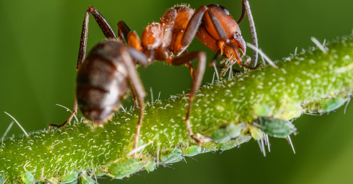 découvrez tout sur les pucerons, ces petits insectes souvent nuisibles aux plantes. apprenez à les identifier, leurs impacts sur l'agriculture et les méthodes naturelles pour les contrôler efficacement.