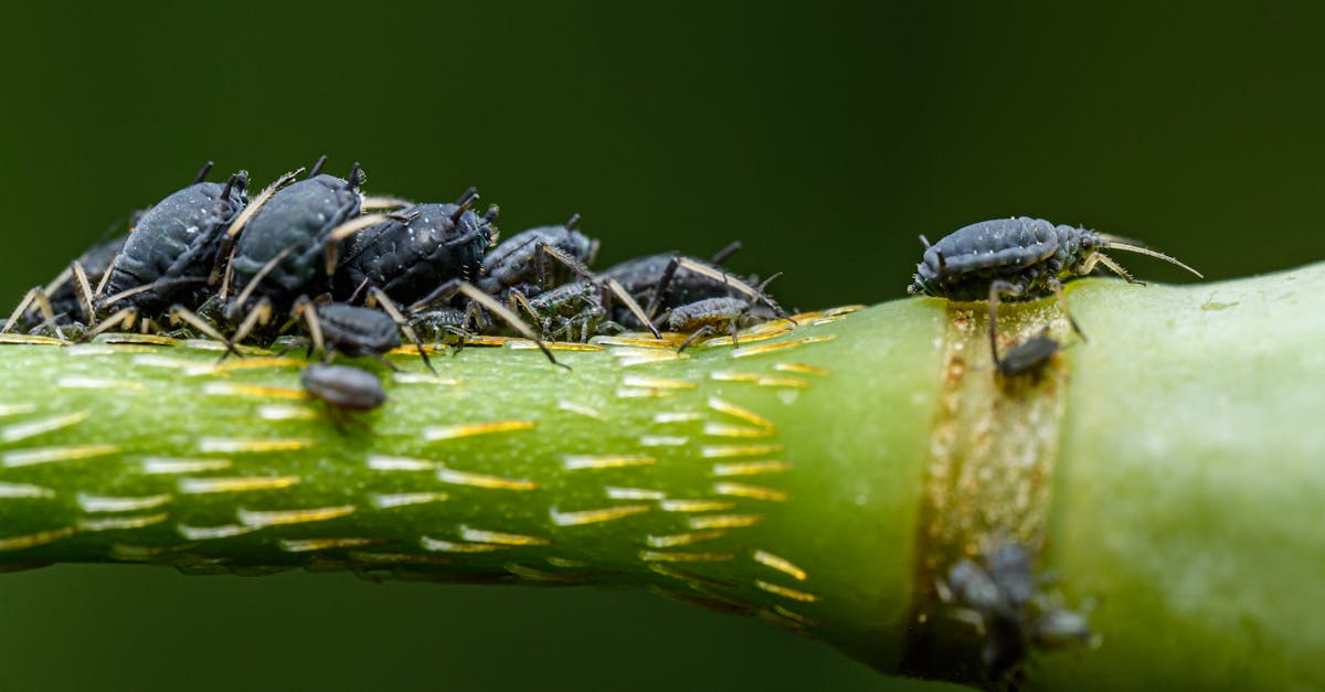 découvrez le monde fascinant des pucerons, ces petits insectes nuisibles qui peuvent affecter vos plantes. apprenez à les identifier, leurs comportements, et comment les contrôler naturellement pour préserver la santé de votre jardin.