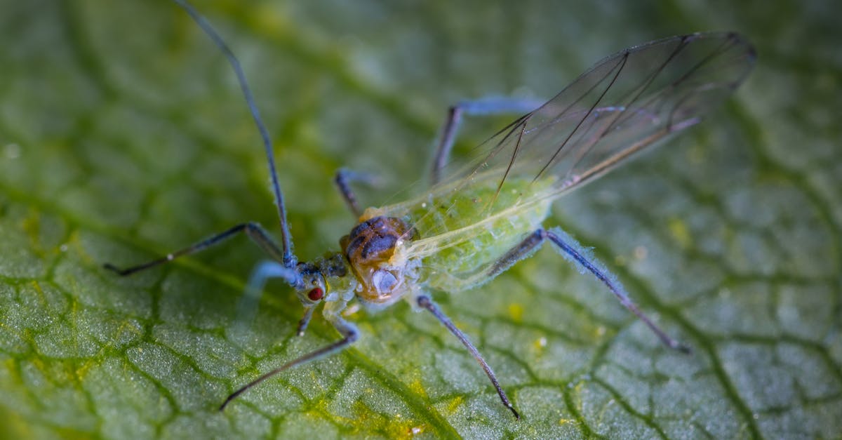 découvrez tout sur les pucerons : ces petits insectes nuisibles qui affectent les plantes. apprenez comment les identifier, les prévenir et les traiter pour protéger votre jardin et vos cultures.