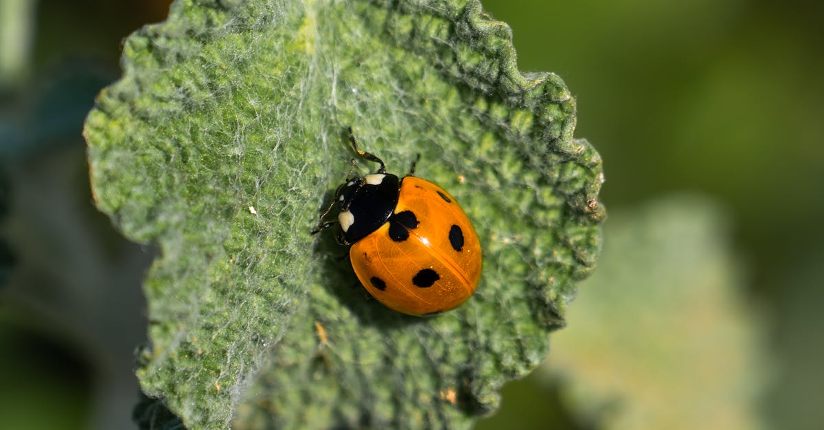 découvrez tout sur les pucerons : petit insecte nuisible, leurs caractéristiques, les plantes qu'ils infestent, et les méthodes naturelles pour les contrôler. protégez votre jardin des dommages causés par ces ravageurs.