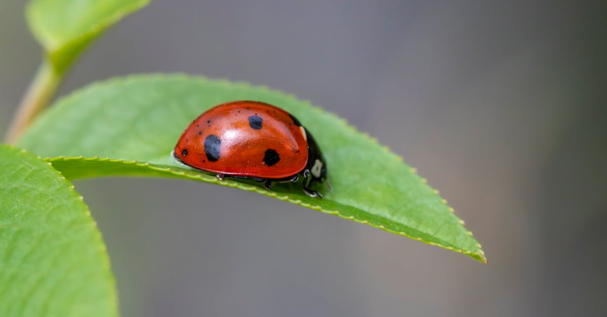 découvrez tout sur les pucerons : ces petits insectes nuisibles qui menacent vos plantes. apprenez à les identifier, comprendre leur cycle de vie et explorez des solutions naturelles pour les éliminer efficacement.