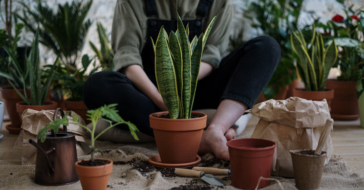 découvrez comment recycler les noyaux d'abricots de manière créative et durable. transformez ces déchets en ressources précieuses pour l'environnement, tout en apprenant des techniques innovantes de réutilisation et de valorisation. rejoignez le mouvement pour un avenir plus éco-responsable !