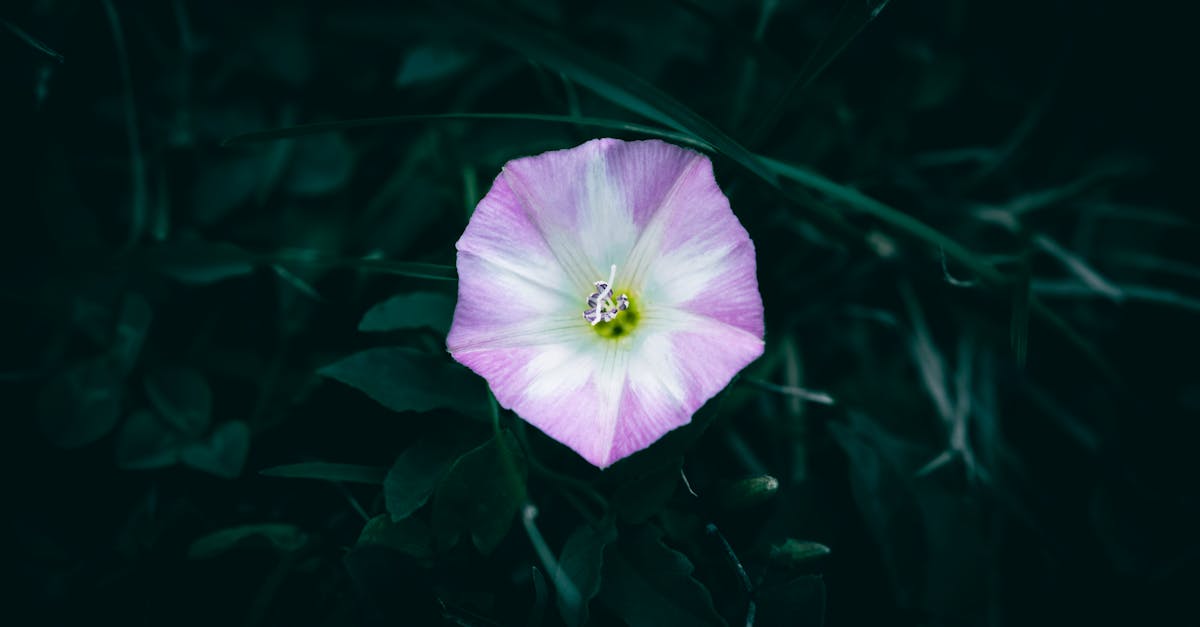 découvrez le liseron, une plante grimpante aux fleurs délicates, connue pour sa capacité d'invasivité. explorez ses caractéristiques, son habitat naturel et ses impacts sur les jardins dans notre article complet.