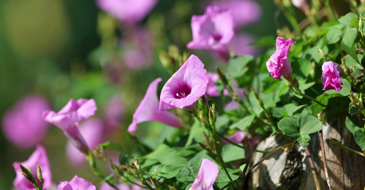 découvrez le bindweed, une plante grimpante à la fois belle et envahissante. apprenez à identifier ses caractéristiques, son habitat et les méthodes pour le contrôler dans votre jardin.