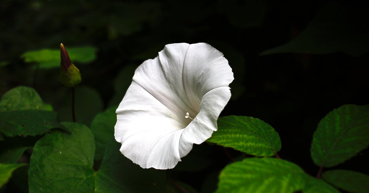 découvrez le liseron, une plante grimpante aux fleurs délicates, connue pour sa rapidité de croissance et ses effets indésirables dans les jardins. apprenez à le reconnaître, à maîtriser sa propagation, et à utiliser ses caractéristiques dans votre aménagement paysager.