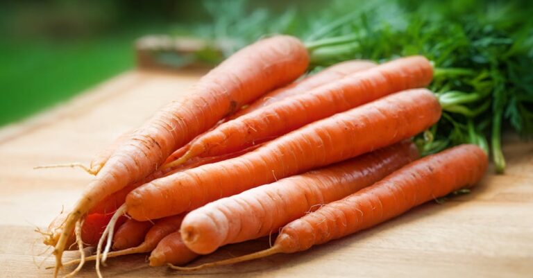 découvrez les carottes, des légumes croquants et nutritifs, riches en vitamines et minéraux. apprenez-en plus sur leurs bienfaits pour la santé, des recettes savoureuses et des conseils de culture. idéales pour une alimentation équilibrée, les carottes sont polyvalentes et délicieuses.