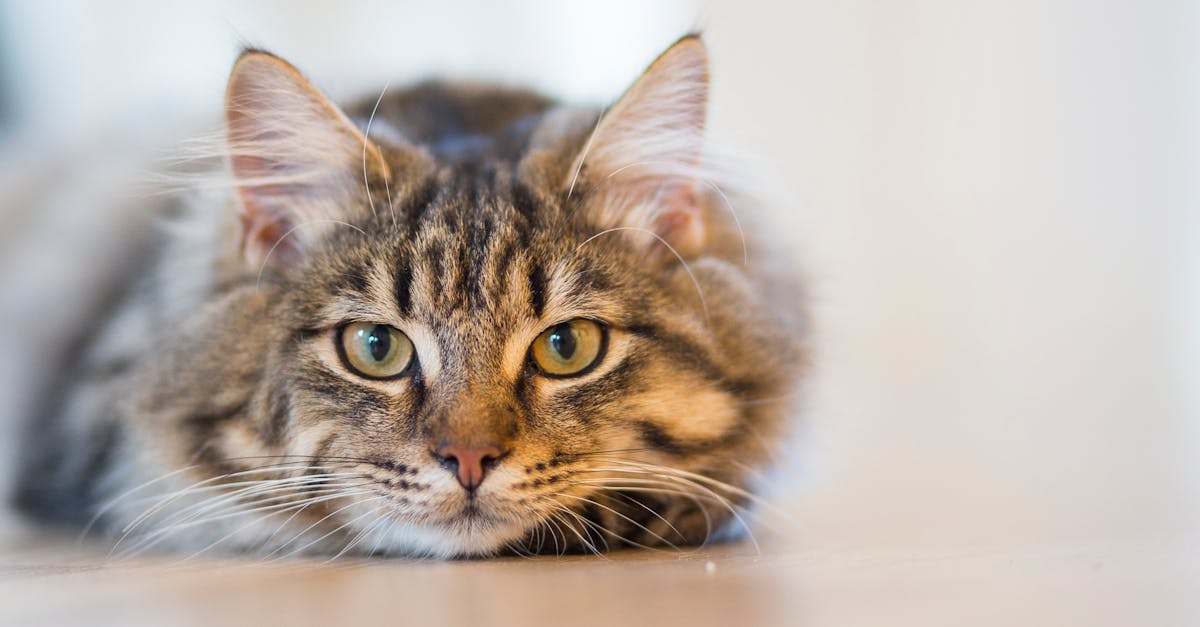 découvrez le monde fascinant des chats, des conseils de soins aux comportements intrigants. apprenez à mieux comprendre vos félins et à enrichir leur quotidien pour une vie heureuse et épanouie.