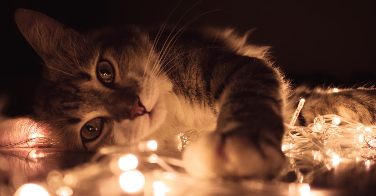 découvrez le monde fascinant des chats : animaux de compagnie adorables, comportements uniques, conseils d'élevage et soins indispensables pour garantir leur bonheur et leur santé.