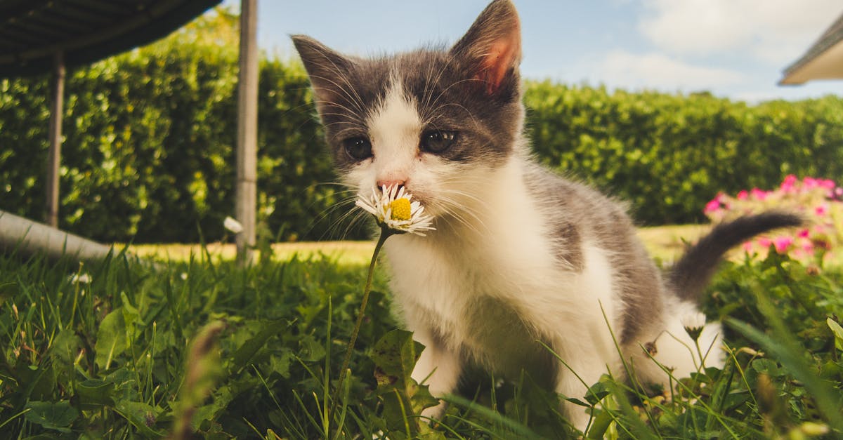 découvrez tout sur les chats, ces compagnons à quatre pattes fascinants. apprenez leurs comportements, leurs besoins et comment améliorer votre relation avec votre félin bien-aimé.