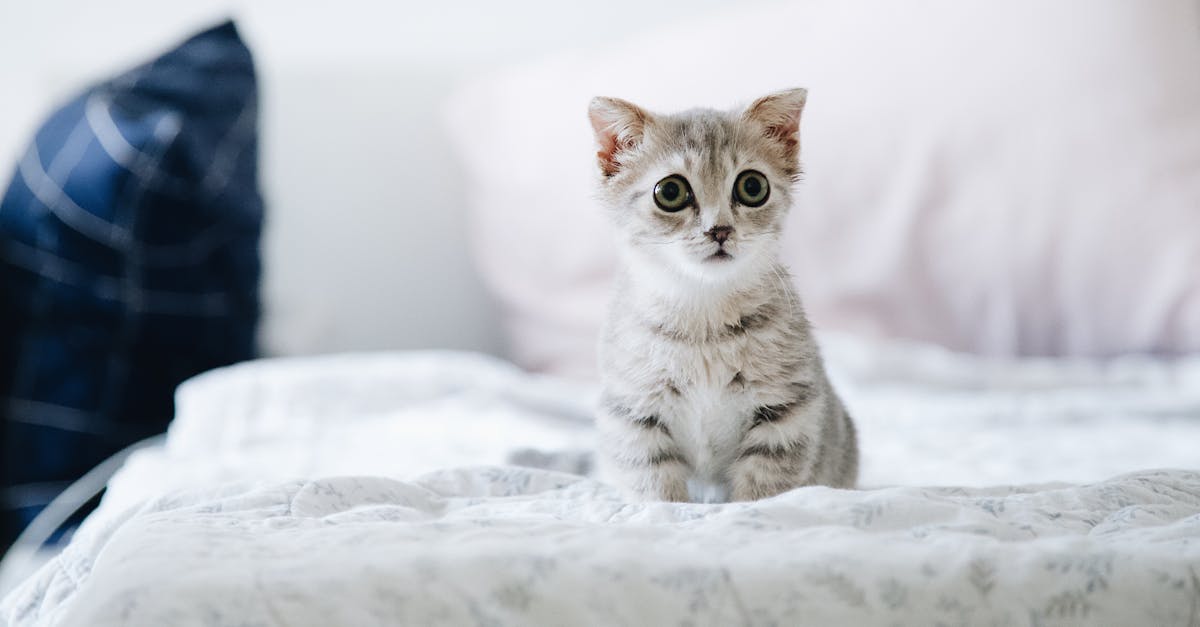 découvrez tout sur les félins domestiques dans notre article dédié aux chats. apprenez à connaître leur comportement, leurs besoins et comment leur offrir le meilleur environnement. plongez dans l'univers fascinant des chats !