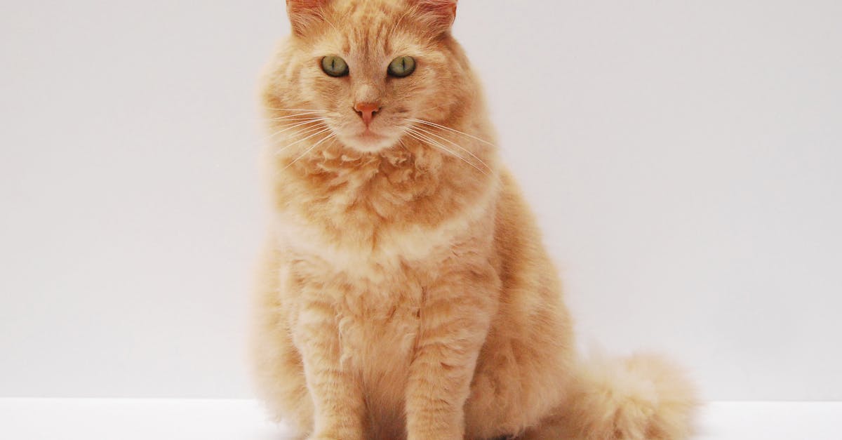 découvrez l'univers fascinant des chats : comportement, soins, races et conseils pour prendre soin de votre compagnon félin. plongez dans le monde des félins et apprenez à mieux comprendre votre chat!