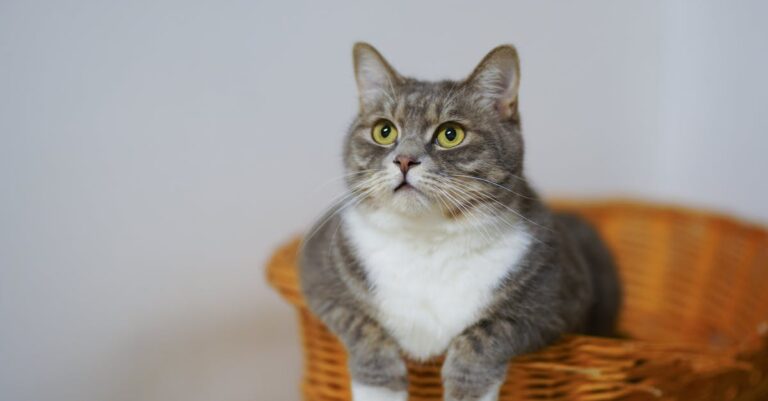 découvrez le monde fascinant des chats : des conseils pour les adopter, les nourrir, et les comprendre. apprenez à prendre soin de votre compagnon félin pour améliorer votre quotidien.