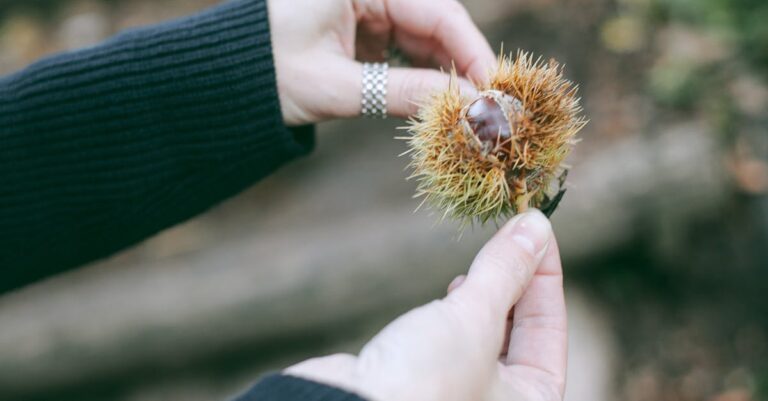 découvrez nos conseils et techniques pour éplucher facilement les châtaignes. apprenez à profiter de ce délicieux fruit d'automne en un rien de temps grâce à nos astuces pratiques et gourmandes.