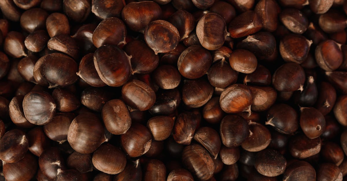 découvrez l'univers des châtaignes : leurs bienfaits nutritionnels, des recettes savoureuses et des astuces pour les préparer. parfaites pour l'automne, apprenez à les apprécier autrement !