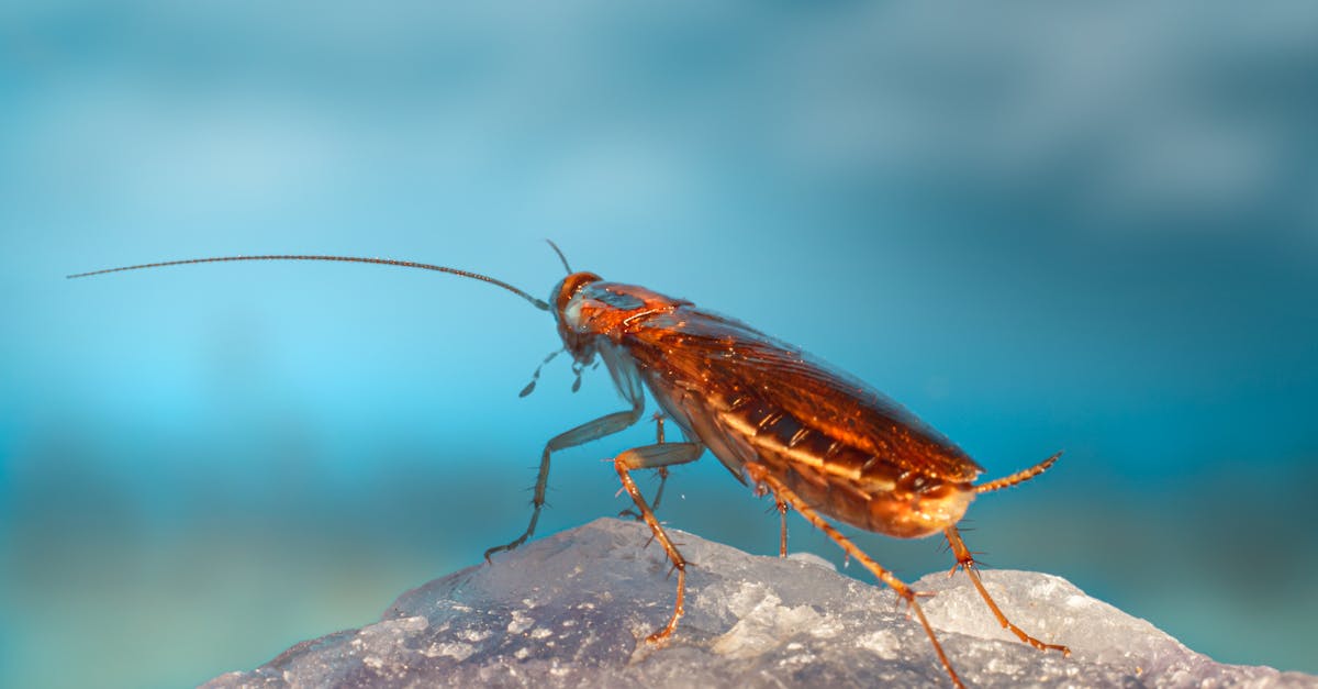 découvrez tout sur les cafards : habitats, comportements, méthodes de prévention et d'éradication. informez-vous sur ces insectes fascinants et comment les gérer efficacement dans votre environnement.
