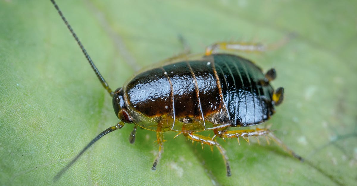 découvrez tout sur les cafards : leur biologie, habitat, comportements, et comment s'en débarrasser efficacement. informez-vous sur ces insectes fascinants et apprenez à protéger votre environnement.