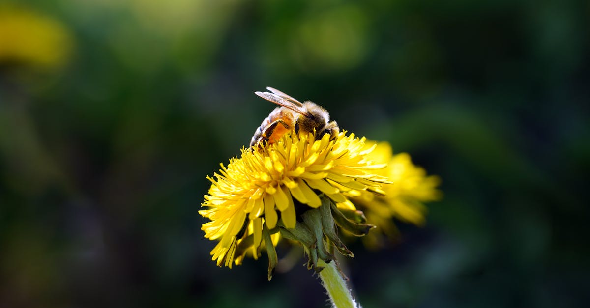 découvrez le miel de pissenlit, une douceur naturelle aux arômes délicats et floraux. apprécié pour ses vertus bienfaisantes, ce miel artisanale est parfait pour rehausser vos tisanes, desserts ou plats sucrés. plongez dans l'univers apaisant du miel de pissenlit et laissez-vous séduire par ses saveurs uniques.