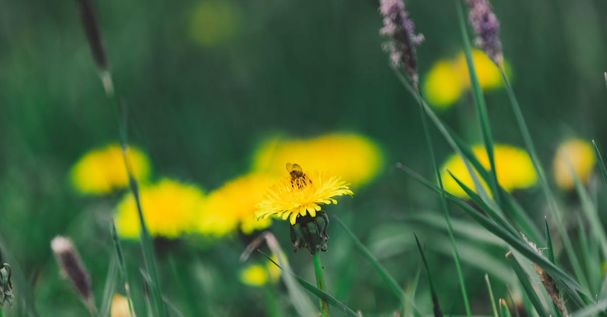 découvrez le miel de pissenlit, un délice naturel aux saveurs florales uniques. idéal pour sucrer vos boissons ou agrémenter vos desserts, le miel de pissenlit est riche en bienfaits pour la santé. plongez dans l'univers sucré de cette production artisanale et redécouvrez le goût authentique de la nature.