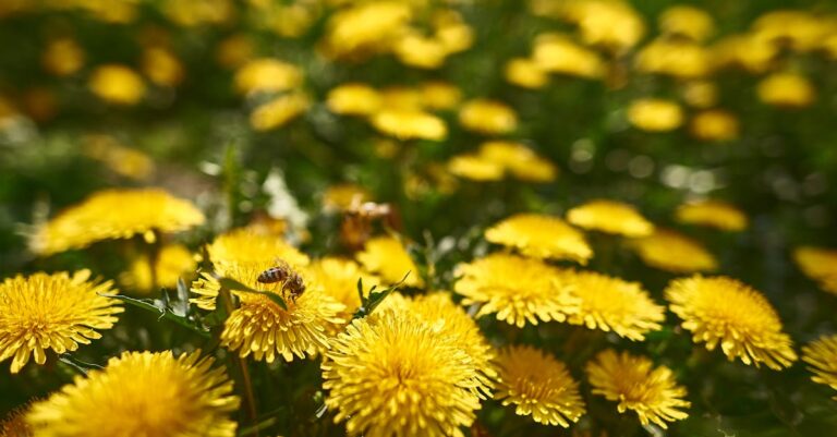 découvrez le miel de pissenlit, une douce délicatesse aux arômes floraux uniques. idéal pour sucrer vos infusions ou tartines, il offre également des bienfaits pour la santé. plongez dans l'univers subtil et parfumé du miel de pissenlit.