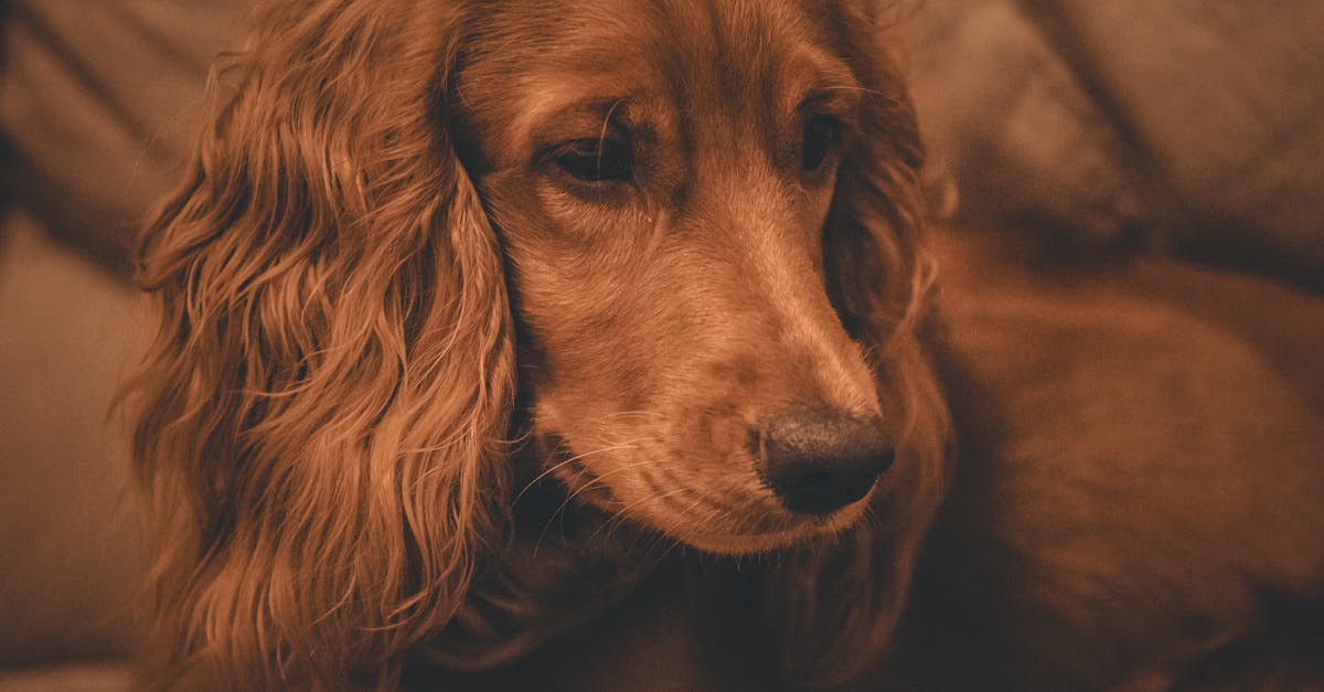 découvrez comment éliminer les odeurs de chien tenaces dans votre maison. nos conseils pratiques et nos solutions efficaces vous aideront à garder votre espace frais et agréable, tout en assurant le bien-être de votre compagnon à quatre pattes.