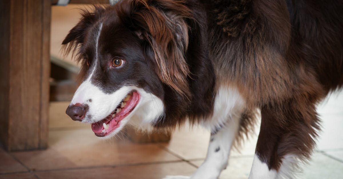 découvrez les astuces pour éliminer les odeurs de chien de votre maison. des solutions naturelles aux produits efficaces, apprenez à garder votre environnement frais et agréable tout en prenant soin de votre fidèle compagnon.